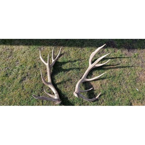 Bois de Cerf Élaphe